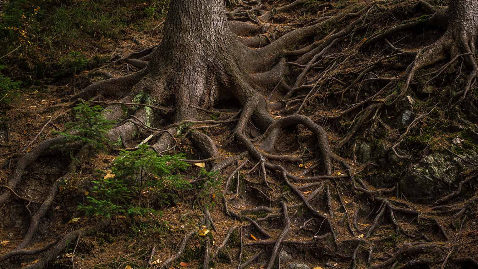 Hochzeitsfotografie, Hochzeitsfotograf, Fotograf, Schöne Bilder, Foto Tobi, Foto-Tobi, Freizeitfotografie, Natur, Landschaft, 