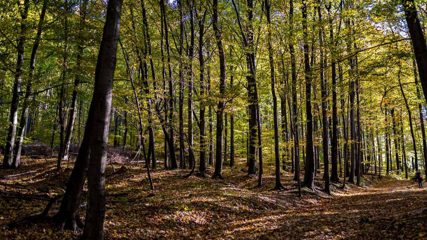Hochzeitsfotografie, Hochzeitsfotograf, Fotograf, Schöne Bilder, Foto Tobi, Foto-Tobi, Freizeitfotografie, Natur, Landschaft, Sächsische Schweiz, Bastei